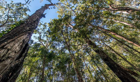 Brimbin Nature Reserve - Restaurant Gold Coast 3