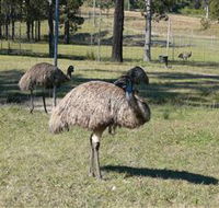 Glen Ian Ostrich and Emu Farm - Restaurant Gold Coast