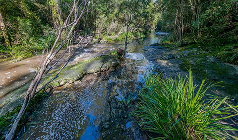 Dawson River Walking Track - Restaurant Gold Coast 0