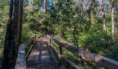 Dawson River Walking Track - Restaurant Gold Coast 3