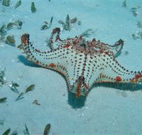 The Pines Dive Site - Restaurant Gold Coast
