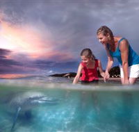 Tangalooma Dolphin Feeding - Restaurant Gold Coast
