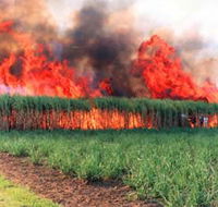 Reeves Family Sugar Cane Farm - Restaurant Gold Coast