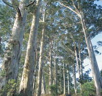 The Great Forest Trees Drive - Restaurant Gold Coast