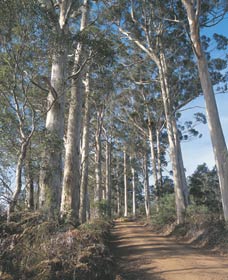 The Great Forest Trees Drive - Restaurant Gold Coast 1