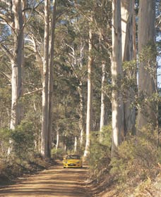 The Great Forest Trees Drive - Restaurant Gold Coast 2