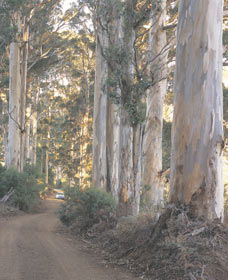 The Great Forest Trees Drive - Restaurant Gold Coast 3