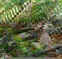 Wollumbin-Mount Warning National Park - Restaurant Gold Coast