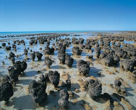 Hamelin Pool Stromatolites - Restaurant Gold Coast 0