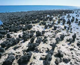 Hamelin Pool Stromatolites - Restaurant Gold Coast 1