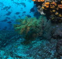 Henderson Rock Dive Site - Restaurant Gold Coast