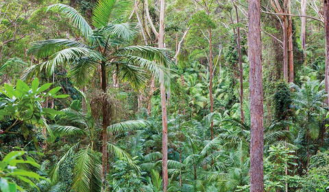 Ulidarra National Park - Restaurant Gold Coast 3