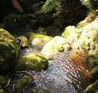 South East Forests National Park - Restaurant Gold Coast