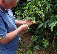 Wombah Coffee Plantation - Restaurant Gold Coast