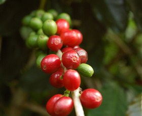 Wombah Coffee Plantation - Restaurant Gold Coast 2