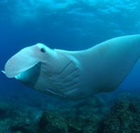 Manta Bommie Dive Site - Restaurant Gold Coast