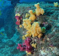 Shag Rock Dive Site - Restaurant Gold Coast