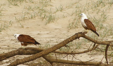Broadwater National Park - Restaurant Gold Coast 2