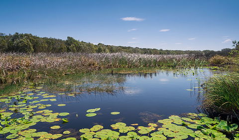 Tyagarah Nature Reserve - Restaurant Gold Coast 1
