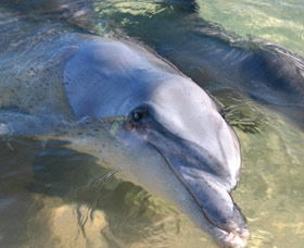 Dolphins Of Monkey Mia - Restaurant Gold Coast 0