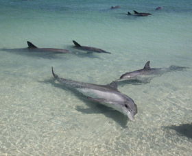 Dolphins Of Monkey Mia - Restaurant Gold Coast 2