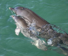 Dolphins Of Monkey Mia - Restaurant Gold Coast 3