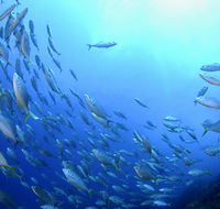 Cape Byron Marine Park - Restaurant Gold Coast