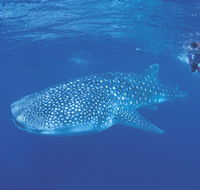 Ningaloo Reef - Restaurant Gold Coast