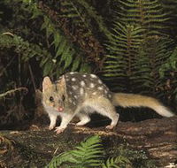 Tarkine Forest Reserve - Restaurant Gold Coast