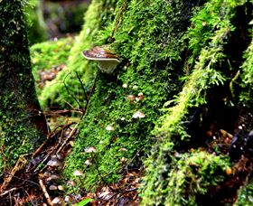 Philosopher Falls - Restaurant Gold Coast 3