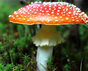 Philosopher Falls - Restaurant Gold Coast 2