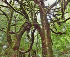 Philosopher Falls - Restaurant Gold Coast 5