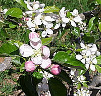 Avro Park Orchards - Restaurant Gold Coast