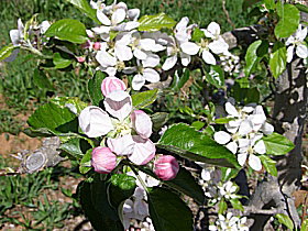 Avro Park Orchards - Restaurant Gold Coast 0