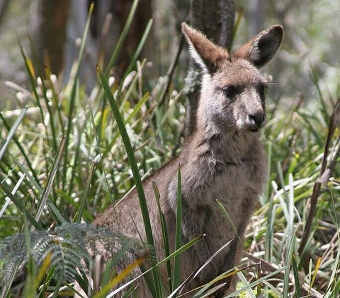 Blue Mountains Guides - Restaurant Gold Coast 0