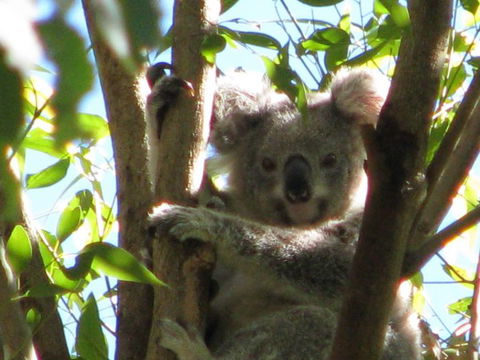 Vision Walks Eco Tours - Restaurant Gold Coast 29