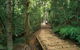 Lake Barrine Circuit Track, Crater Lakes National Park - thumb 1