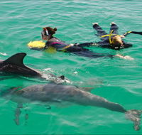 Rockingham Wild Encounters - Swim with Wild Dolphins - Restaurant Gold Coast