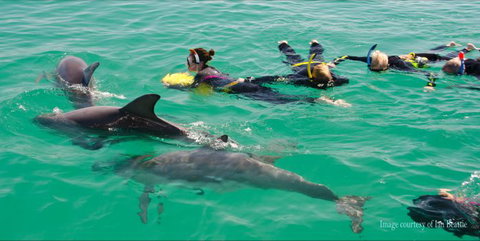 Rockingham Wild Encounters - Swim With Wild Dolphins - Restaurant Gold Coast 3