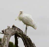 Melbourne Birding Tours - Restaurant Gold Coast