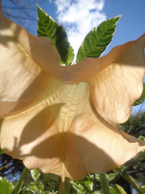 Marysworldart Bali Imports - Restaurant Gold Coast 1