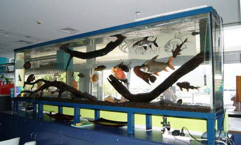 Aquariums In Cairns - Restaurant Gold Coast 2
