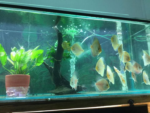 True Blue Aquariums - Restaurant Gold Coast 1