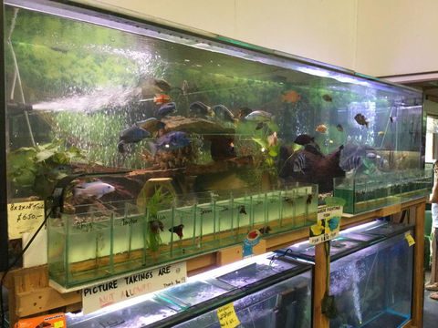 True Blue Aquariums - Restaurant Gold Coast 2