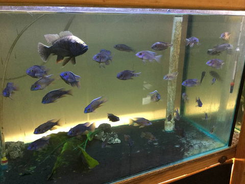 True Blue Aquariums - Restaurant Gold Coast 3