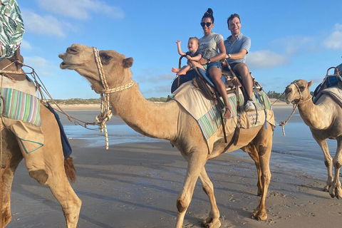 1 Hour Broome Sunset Camel Tour - Restaurant Gold Coast 4
