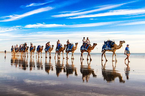 1 Hour Broome Sunset Camel Tour - Restaurant Gold Coast 6