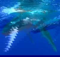 Dunsborough Whale Watching Eco Tour - Restaurant Gold Coast