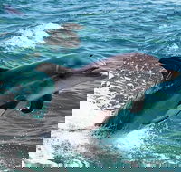 Half-Day Mandurah Canals  Dolphin Watch Tour - Restaurant Gold Coast