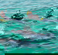 Swim with Dolphins Day Trip from Perth - Restaurant Gold Coast